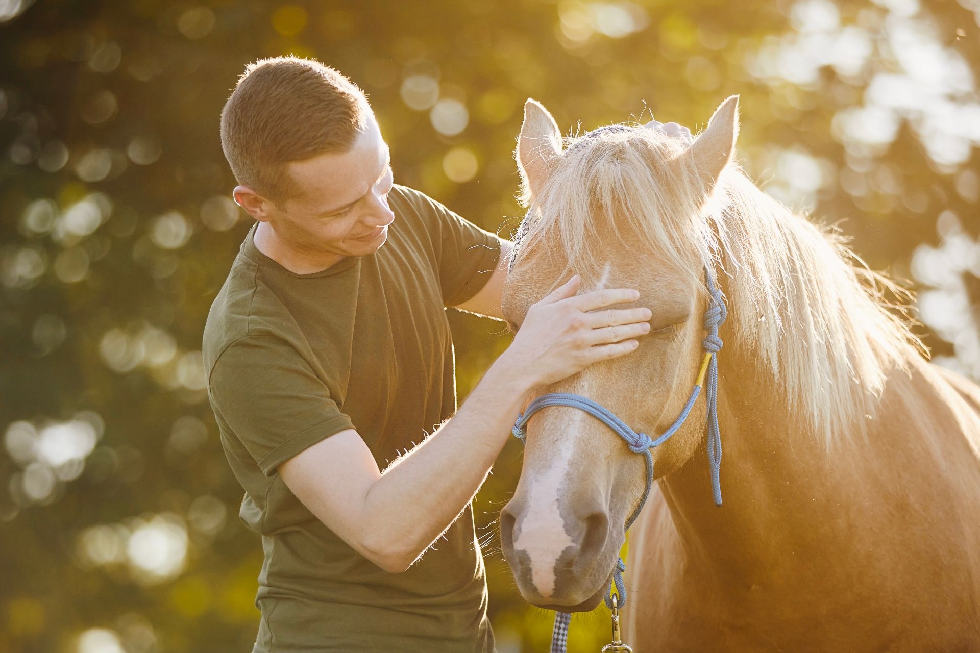 person gently touching palomino horse’s face in warm outdoor light showing trust building interaction, hunter jumper horses for sale
