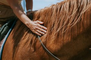 closeup of hand stroking horse’s neck while riding, showing calm connection and positive reinforcement, hunter jumper horses for sale