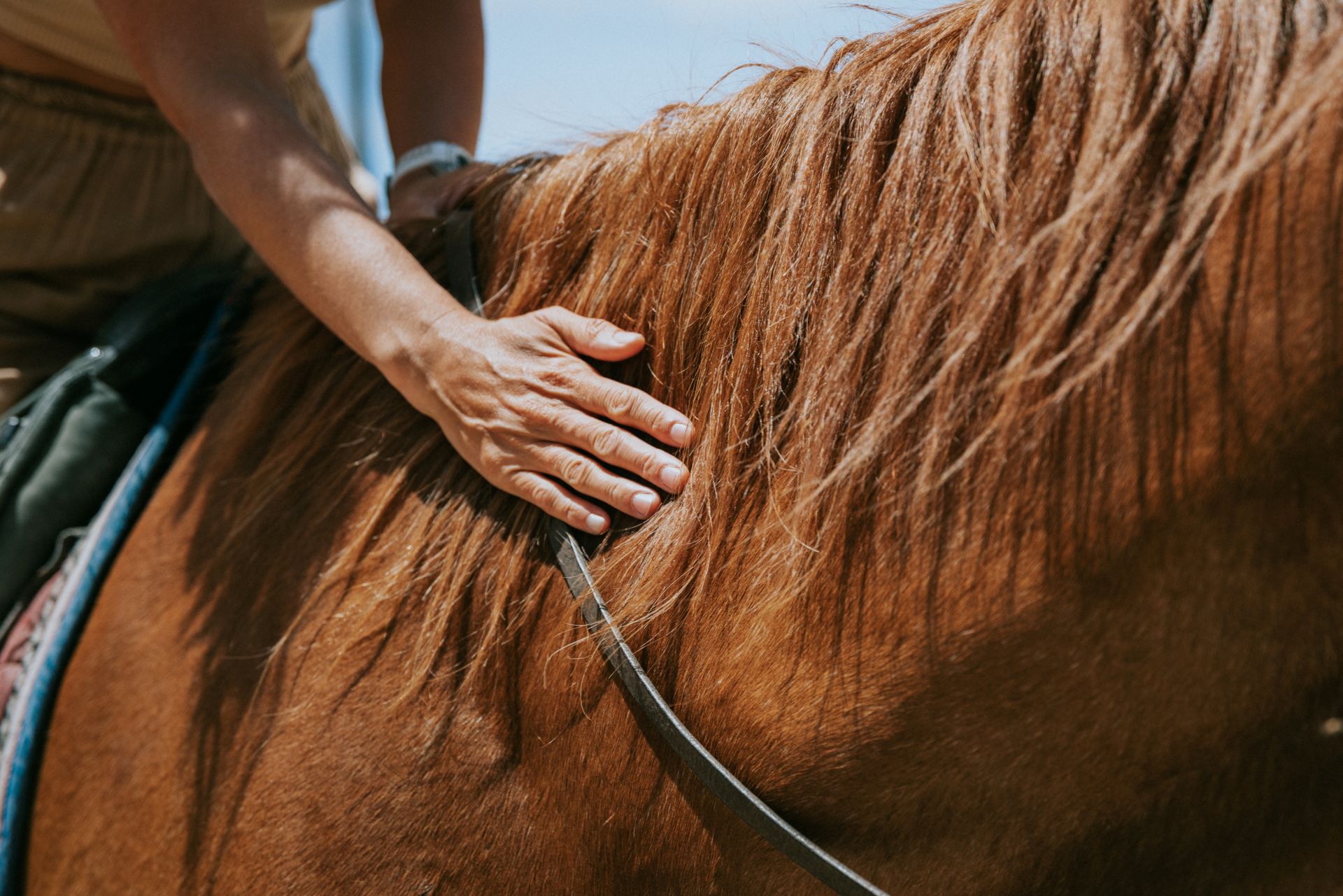 closeup of hand stroking horse’s neck while riding, showing calm connection and positive reinforcement, hunter jumper horses for sale